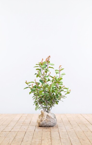 Glanzmispel Photinia Fraseri Red Robin 60-80 cm - Ballen