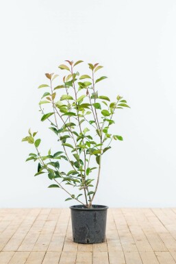 Glanzmispel Photinia Fraseri Red Robin 80-100 cm