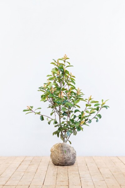 Glanzmispel Photinia Fraseri Red Robin 80-100 cm - Ballen