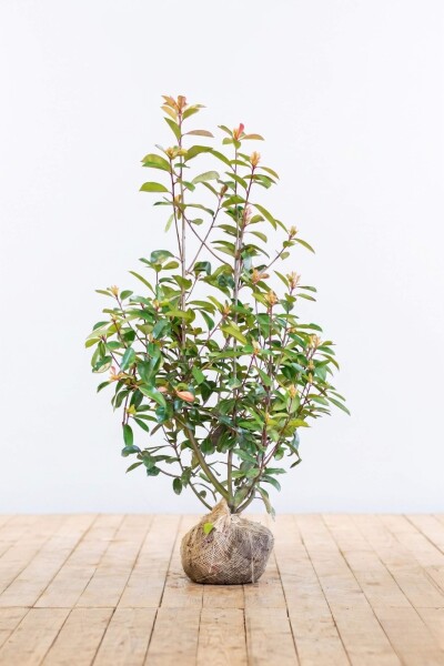 Glanzmispel Photinia Fraseri Red Robin 100-125 cm - Ballen
