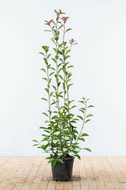 Glanzmispel Photinia fraseri Red Robin Hecke 125-150 Ballen Glanzmispel Photinia Fraseri Red Robin 125-150 cm