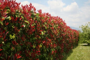 Glanzmispel Photinia fraseri Red Robin Hecke 125-150 Ballen Glanzmispel Photinia Fraseri Red Robin 125-150 cm