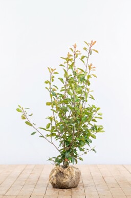 Glanzmispel Photinia Fraseri Red Robin 125-150 cm - Ballen