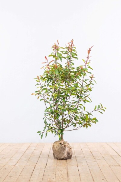 Glanzmispel Photinia Fraseri Red Robin 150-175 cm - Ballen
