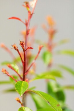 Glanzmispel Photinia Fraseri Red Robin 175-200 cm