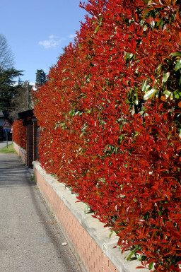 Glanzmispel Photinia Fraseri Red Robin 175-200 cm