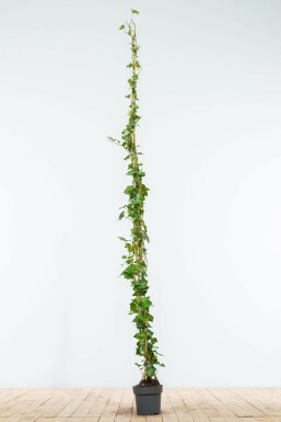 Efeu / Irischer Efeu Hedera Hibernica 175-200 cm