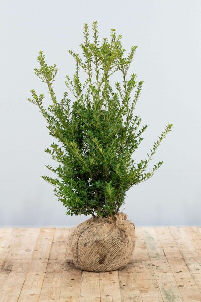 Japanische Stechpalme / Ilex Crenata Blondie 80-100 cm