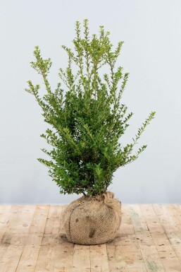 Japanische Stechpalme Ilex crenata Blondie Hecke 80-100 Ballen Japanische Stechpalme / Ilex Crenata Blondie 80-100 cm