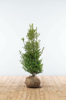 Japanische Stechpalme Ilex crenata Blondie Hecke 100-125 Ballen Japanische Stechpalme / Ilex Crenata Blondie 100-125 cm