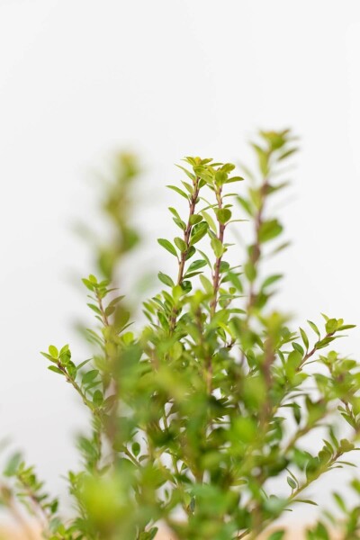 Japanische Stechpalme Ilex crenata Blondie Hecke 100-125 Ballen Japanische Stechpalme / Ilex Crenata Blondie 100-125 cm