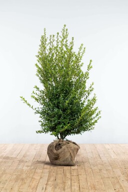 Japanische Stechpalme Ilex crenata Blondie Hecke 125-150 Ballen Japanische Stechpalme / Ilex Crenata Blondie 125-150 cm