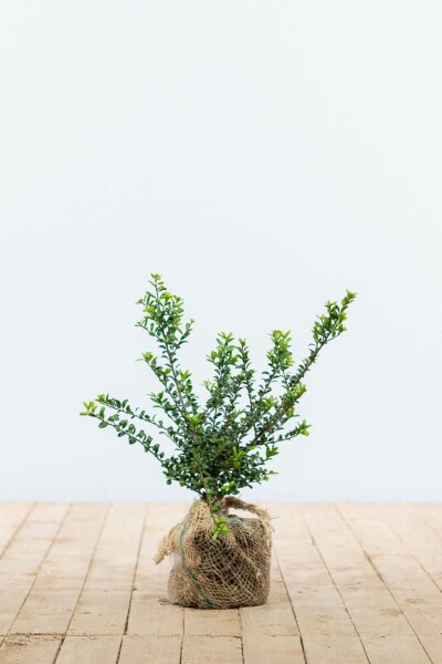 Japanische Stechpalme / Ilex Crenata Convexa 20-30 cm