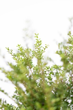 Japanische Stechpalme / Ilex Crenata Convexa 20-30 cm