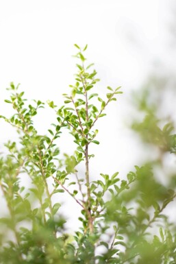 Japanische Stechpalme / Ilex Crenata Convexa 20-30 cm