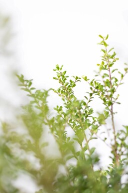 Japanische Stechpalme / Ilex Crenata Convexa 20-30 cm