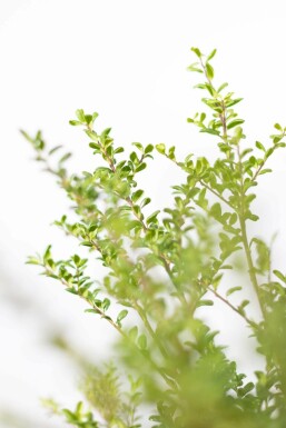Japanische Stechpalme / Ilex Crenata Convexa 20-30 cm