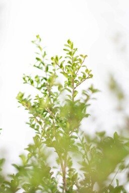 Japanische Stechpalme / Ilex Crenata Convexa 20-30 cm