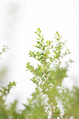 Japanische Stechpalme / Ilex Crenata Convexa 20-30 cm