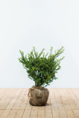 Japanische Stechpalme / Ilex Crenata Convexa