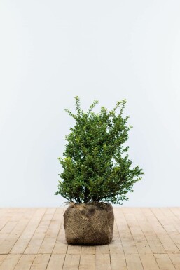 Japanische Stechpalme Ilex crenata Convexa Hecke 50-60 Ballen