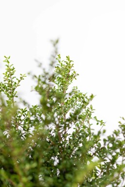 Japanische Stechpalme / Ilex Crenata Convexa 50-60 cm