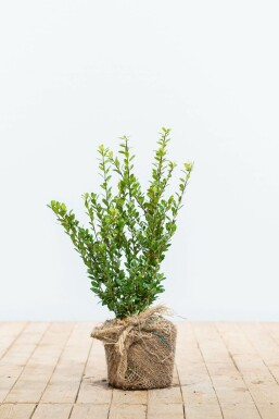 Japanische Stechpalme / Ilex Crenata Caroline Upright