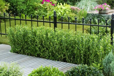Japanische Stechpalme / Ilex Crenata Caroline Upright 60-80 cm