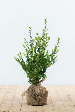 Japanische Stechpalme Ilex crenata Dark Green Hecke 30-40 Topf Japanische Stechpalme / Ilex Crenata Dark Green 30-40 cm