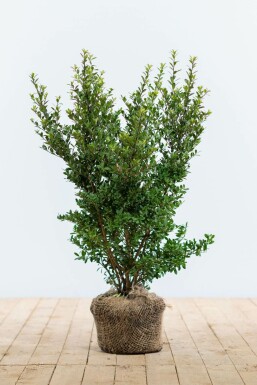 Japanische Stechpalme / Ilex Crenata Dark Green