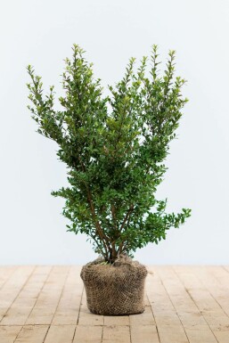Japanische Stechpalme Ilex crenata Dark Green Hecke 40-60 Topf Japanische Stechpalme / Ilex Crenata Dark Green 40-60 cm
