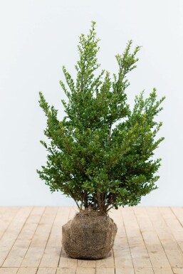 Japanische Stechpalme Ilex crenata Dark Green Hecke 60-80 Ballen Japanische Stechpalme / Ilex Crenata Dark Green 60-80 cm