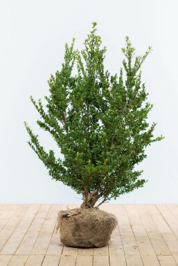 Japanische Stechpalme Ilex crenata Dark Green Hecke 80-100 Ballen Japanische Stechpalme / Ilex Crenata Dark Green 80-100 cm