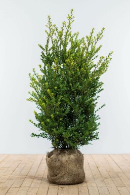 Japanische Stechpalme Ilex crenata Dark Green Hecke 100-125 Ballen Japanische Stechpalme / Ilex Crenata Dark Green 100-125 cm