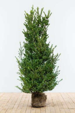 Japanische Stechpalme Ilex crenata Dark Green Hecke 125-150 Ballen Japanische Stechpalme / Ilex Crenata Dark Green 125-150 cm