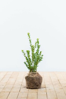 Japanische Stechpalme Ilex crenata Green Hedge Hecke 15-20 Topf Japanische Stechpalme / Ilex Crenata Green Hedge 15-20 cm