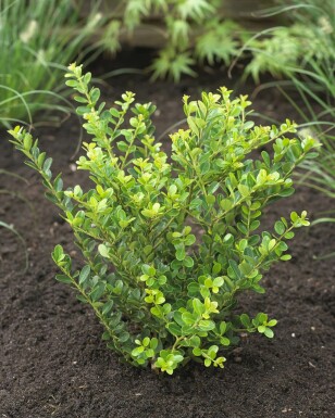 Japanische Stechpalme Ilex crenata Green Hedge Hecke 15-20 Topf