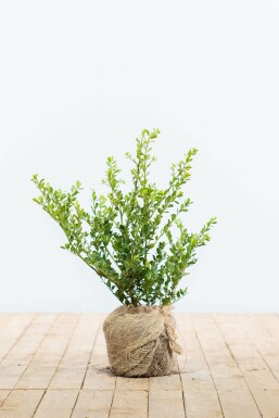 Japanische Stechpalme Ilex crenata Green Hedge Hecke 30-40 Topf Japanische Stechpalme / Ilex Crenata Green Hedge 30-40 cm