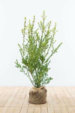 Japanische Stechpalme Ilex crenata Green Hedge Hecke 60-80 Ballen Japanische Stechpalme / Ilex Crenata Green Hedge 60-80 cm