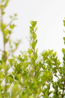 Japanische Stechpalme / Ilex Crenata Green Hedge 60-80 cm