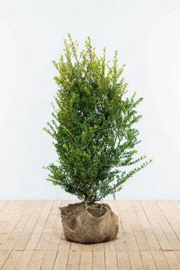 Japanische Stechpalme Ilex crenata Green Hedge Hecke 100-125 Ballen Japanische Stechpalme / Ilex Crenata Green Hedge 100-125 cm