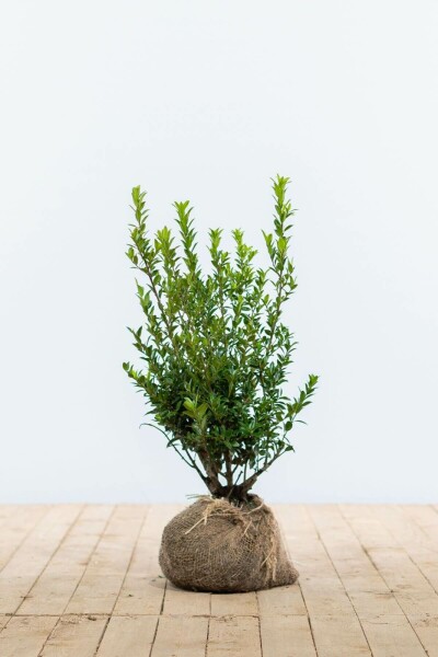 Japanische Stechpalme / Ilex Maximowicziana Kanehirae 30-40 cm