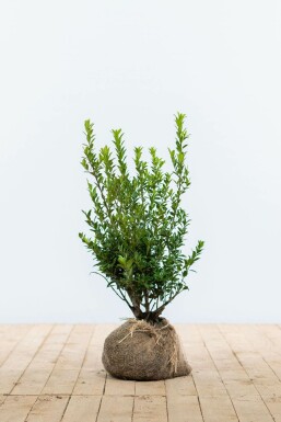 Japanische Stechpalme Ilex Maximowicziana Kanehirae Hecke 30-40 Topf Japanische Stechpalme / Ilex Maximowicziana Kanehirae 30-40 cm