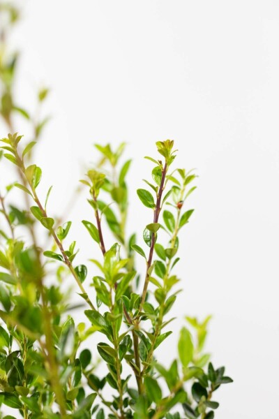 Japanische Stechpalme Ilex Maximowicziana Kanehirae Hecke 30-40 Topf Japanische Stechpalme / Ilex Maximowicziana Kanehirae 30-40 cm