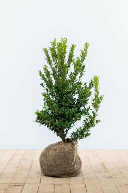 Japanische Stechpalme / Ilex Maximowicziana Kanehirae