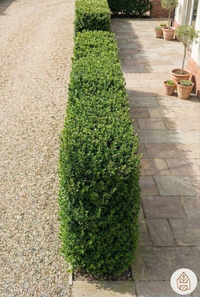 Japanische Stechpalme / Ilex Maximowicziana Kanehirae 40-60 cm - Topf