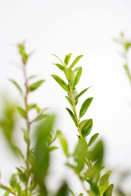 Japanische Stechpalme / Ilex Maximowicziana Kanehirae 80-100 cm
