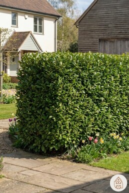 Kirschlorbeer / Prunus Laurocerasus Caucasica 80-100 cm