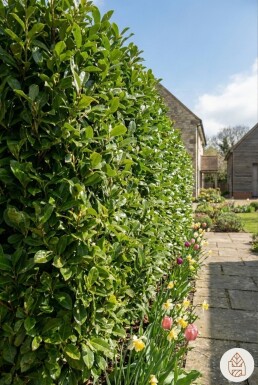 Kirschlorbeer / Prunus Laurocerasus Caucasica 80-100 cm