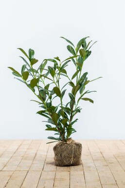 Kirschlorbeer Prunus laurocerasus Caucasica Hecke 60-80 Ballen Kirschlorbeer / Prunus Laurocerasus Caucasica 60-80 cm